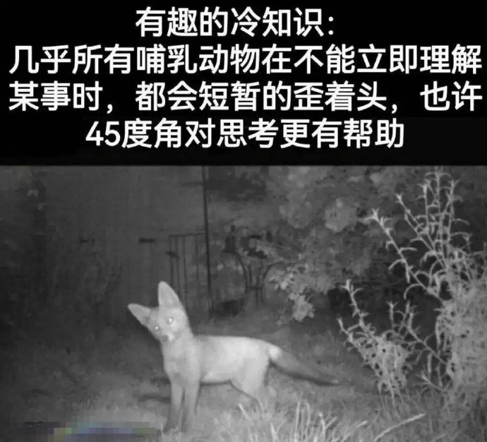 歪趣苹果版哔哩哔哩苹果电脑版